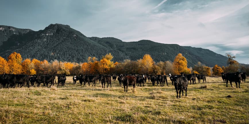 Cows grazing Wide angle view of black dairy farm cows at pasture with beautiful golden trees and green mountains behind them.