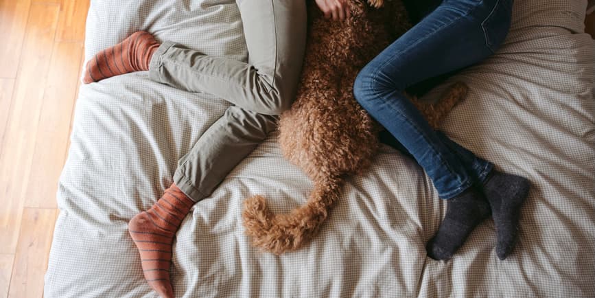 Faceless couple on bed Overhead photo of the legs of a couple lying on their bed wearing pants and sicks, with a fluffy brown labradoodle dog between them.